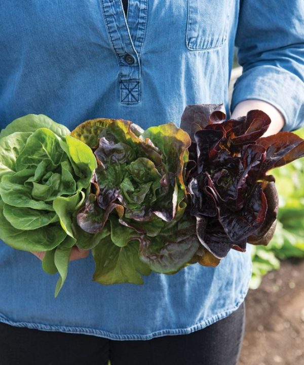 Little Gem-Type Trio - Bibb Lettuce Varieties