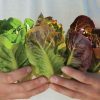 Mini Romaine Trio - Lettuce Varieties