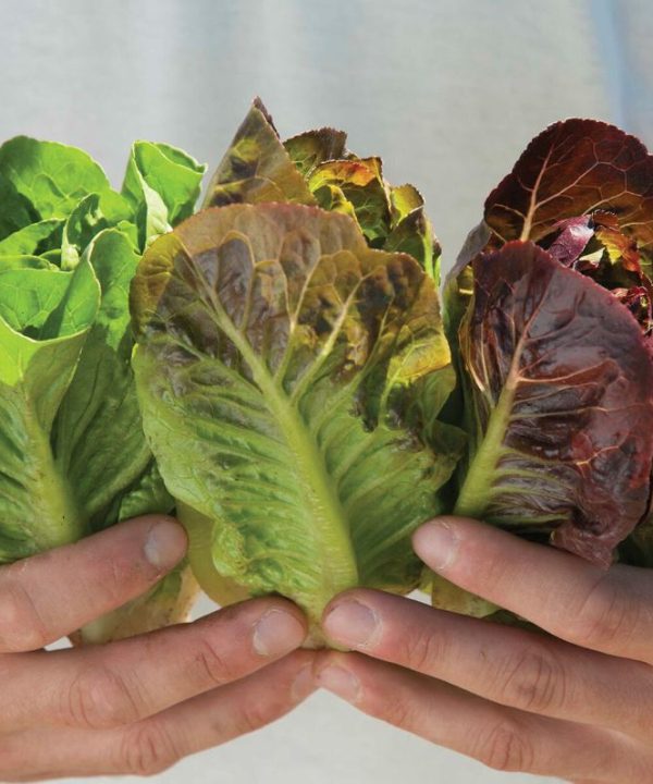 Mini Romaine Trio - Lettuce Varieties