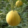 small yellow watermelon Seeds healthy vegetable Seeds