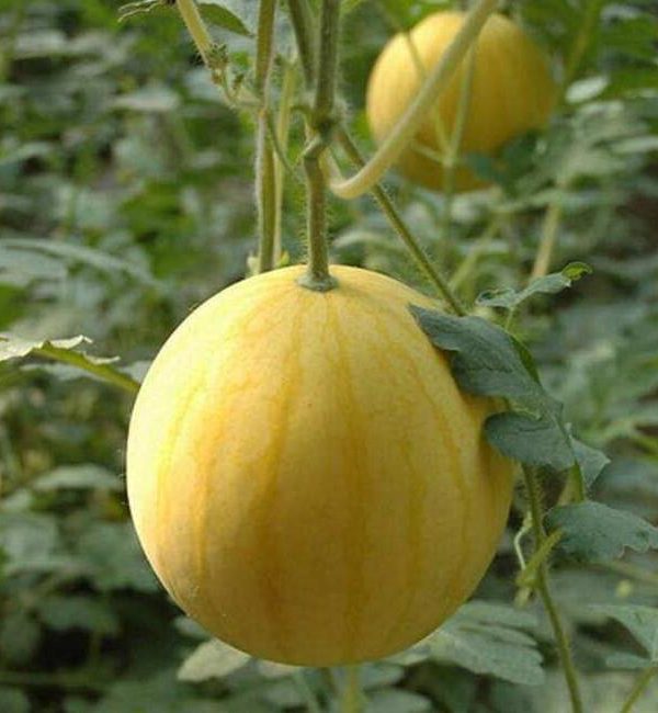 small yellow watermelon Seeds healthy vegetable Seeds