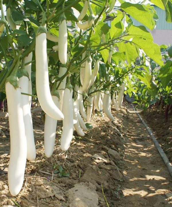 white eggplant * Lara Angel eggplant bonsai Seeds