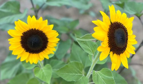 Sunny Smile - (F1) Sunflower Seed photo review