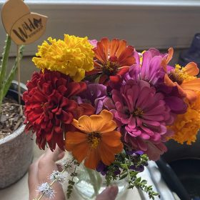 Benary's Giant Mix - Zinnia Seed photo review