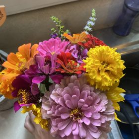 Benary's Giant Mix - Zinnia Seed photo review
