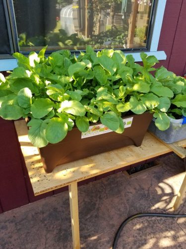 Boro - (F1) Beet Seed photo review