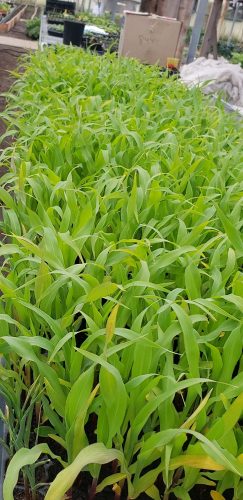 Xtra-Tender 2171 - Organic (F1) Corn Seed photo review