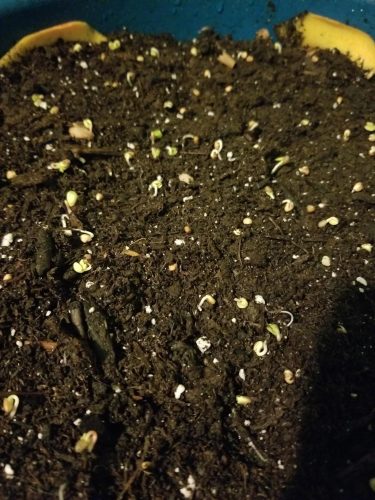 Vegetable Seeds Red Round Cherry Radish Seeds photo review