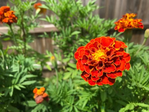 Queen Sophia - Marigold Seed photo review