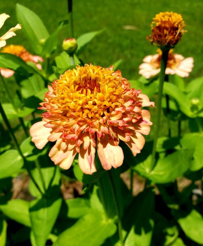 Zinderella Peach - Zinnia Seed photo review