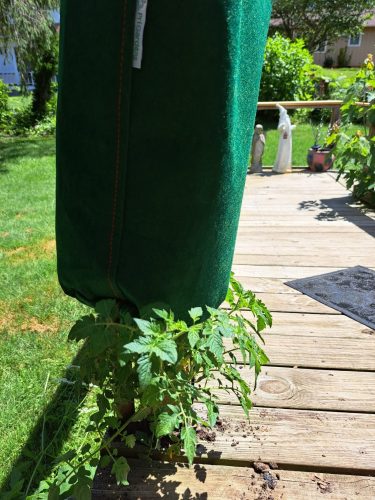 Grafted French Heritage Tomato Seeds photo review