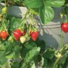 Seascape - Strawberry Plants Seeds