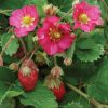 Tarpan - (F1) Strawberry Seed