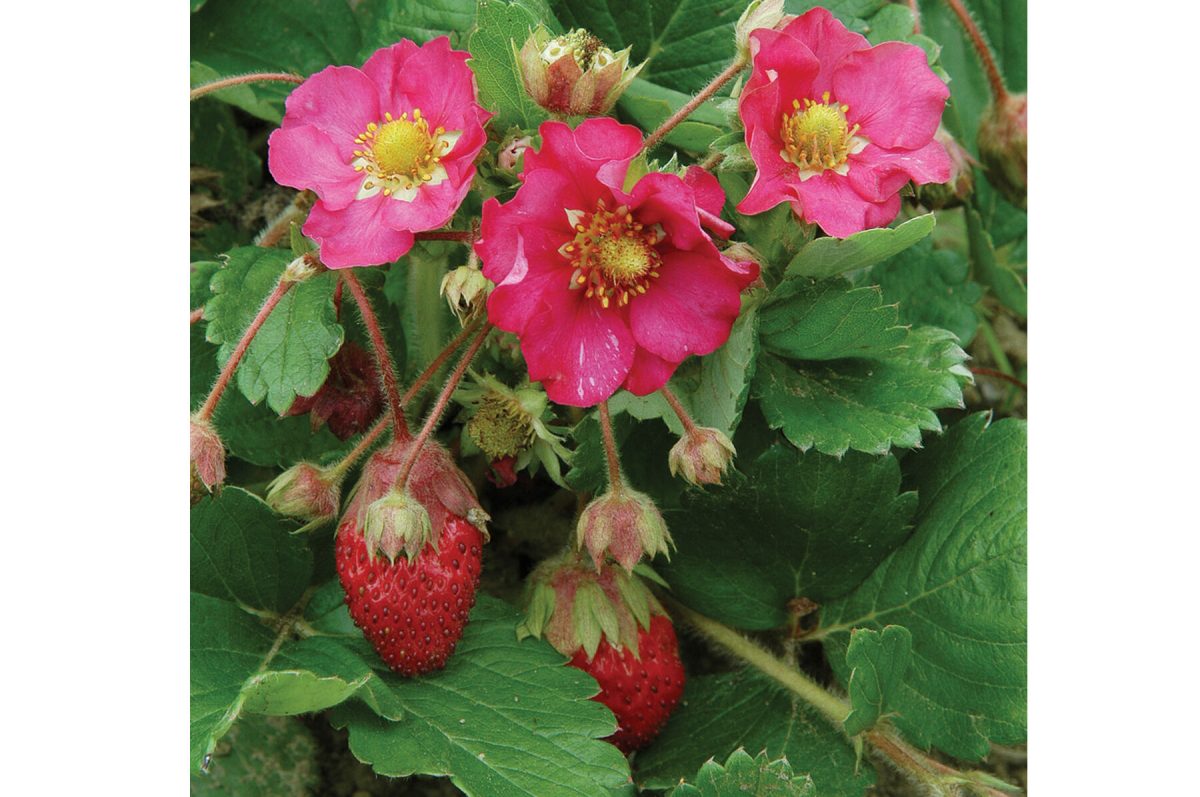 Tarpan - (F1) Strawberry Seed