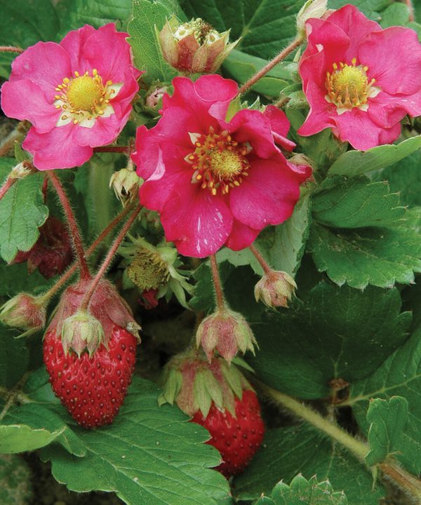 Tarpan - (F1) Strawberry Seed