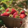 Strawberry Seeds Collection