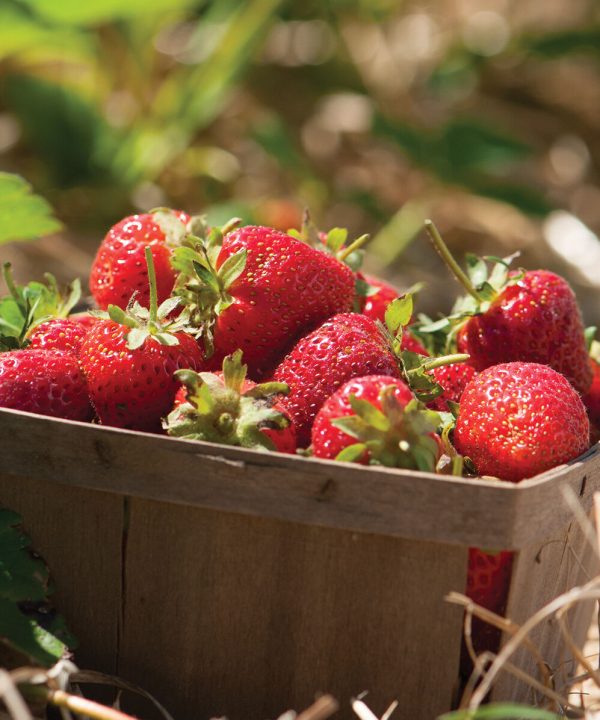 Strawberry Seeds Collection