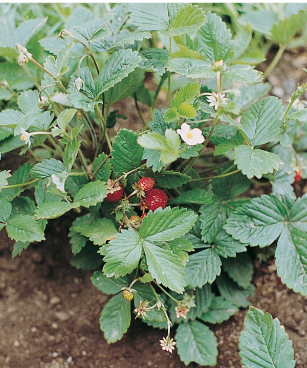 Alexandria - Alpine Strawberry Seeds