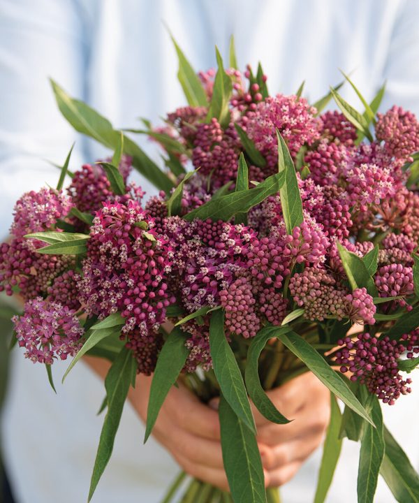 Swamp Milkweed - Asclepias Seed