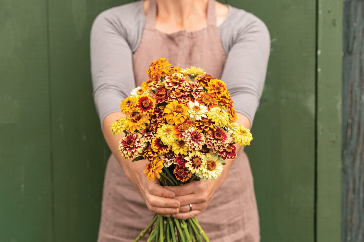 Persian Carpet - Heirloom & Organic Zinnia Seeds