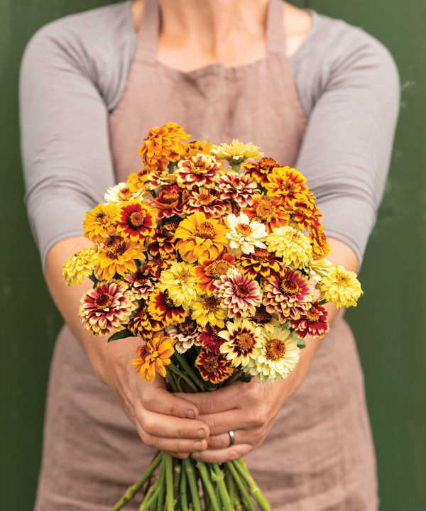 Persian Carpet - Heirloom & Organic Zinnia Seeds