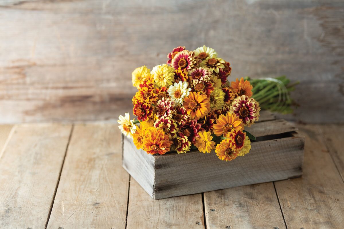 Persian Carpet - Heirloom & Organic Zinnia Seeds - Image 2