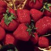 Jewel - Strawberry Seeds