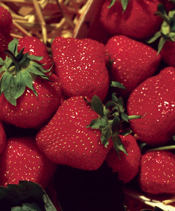 Jewel - Strawberry Seeds