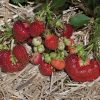 Earliglow - Strawberry Plants
