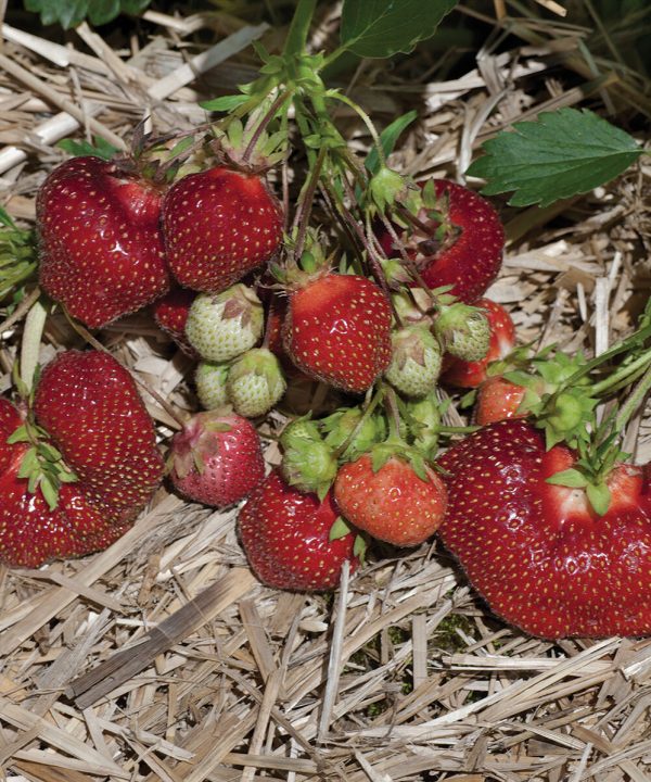 Earliglow - Strawberry Plants
