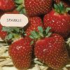 Sparkle - Strawberry Seed