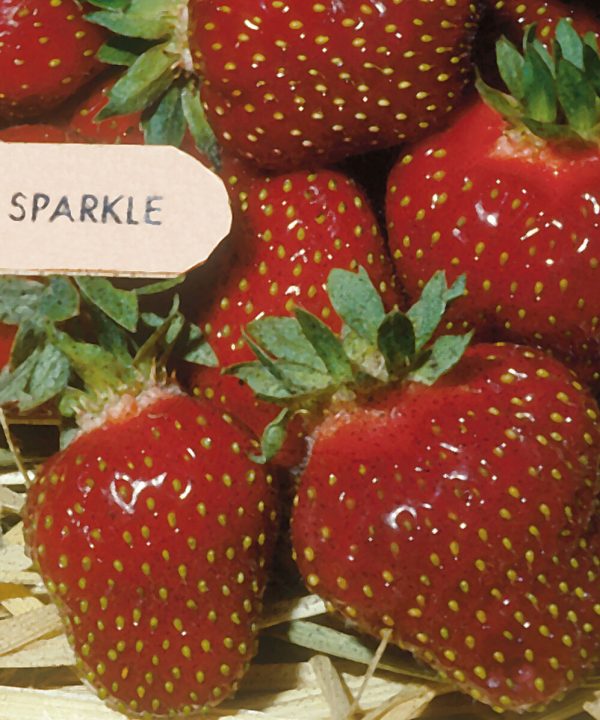 Sparkle - Strawberry Seed