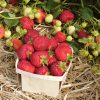 Honeoye - Strawberry Plants Seed