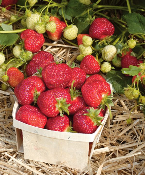Honeoye - Strawberry Plants Seed