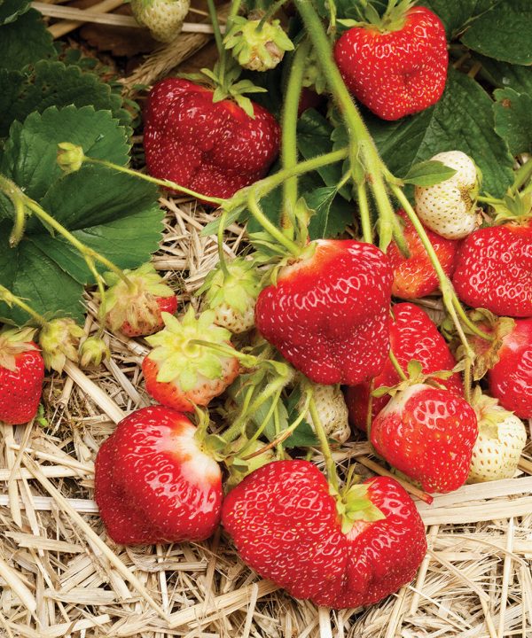AC Valley Sunset - Strawberry Plants Seed