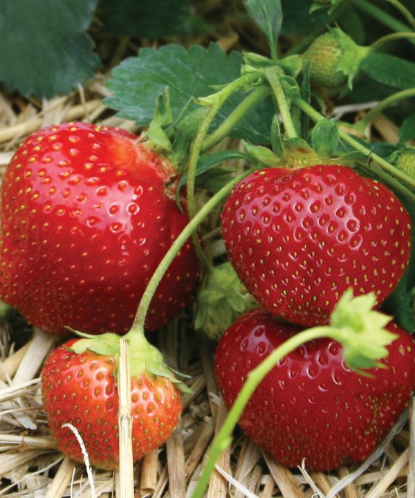 Galletta - Strawberry Seed Plants
