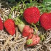 Albion - Strawberry Seed