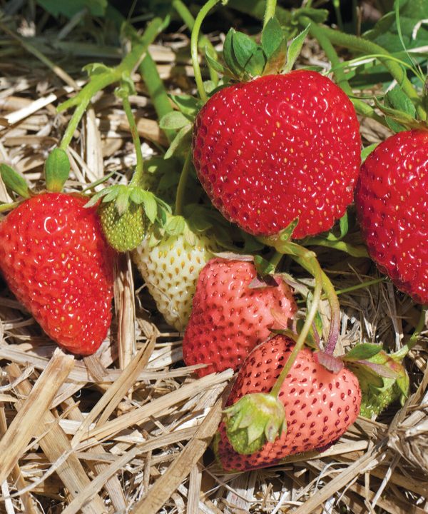 Albion - Strawberry Seed