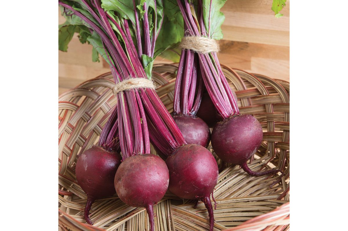 Boro - 1r Organic  (F1) Beet Seed
