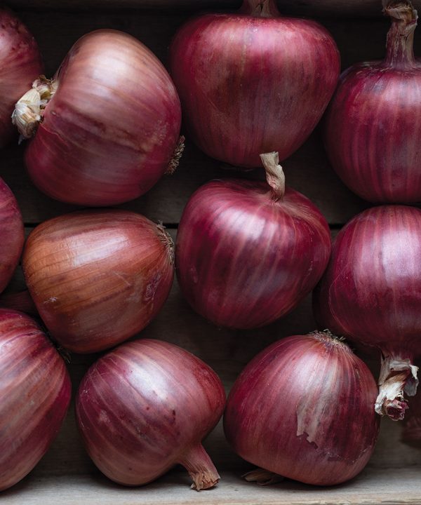Rossa di Milano - Organic Pelleted Onion Seed