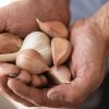 Music - Garlic Bulbs