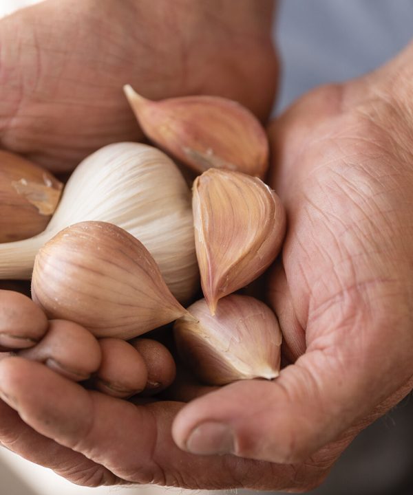 Music - Garlic Bulbs