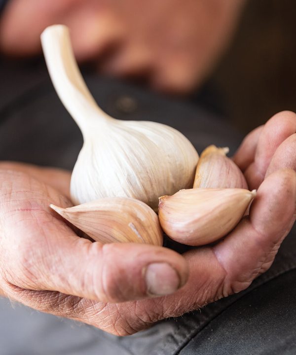 German Extra Hardy - Garlic Bulbs