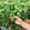 Prospera DMR (CG1) - Organic Pelleted (F1) Basil Seed