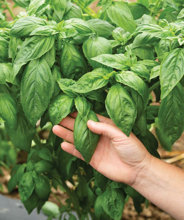 Prospera DMR (CG1) - Organic Pelleted (F1) Basil Seed