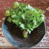 Cruiser Monogerm - Cilantro/Coriander Seed