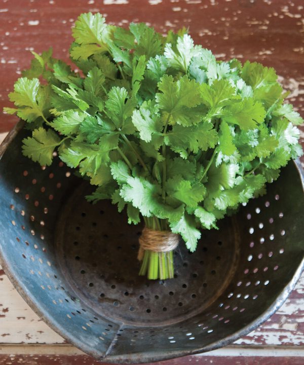 Cruiser Monogerm - Cilantro/Coriander Seed
