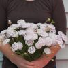 Lacy Pink - Organic Didiscus Seed