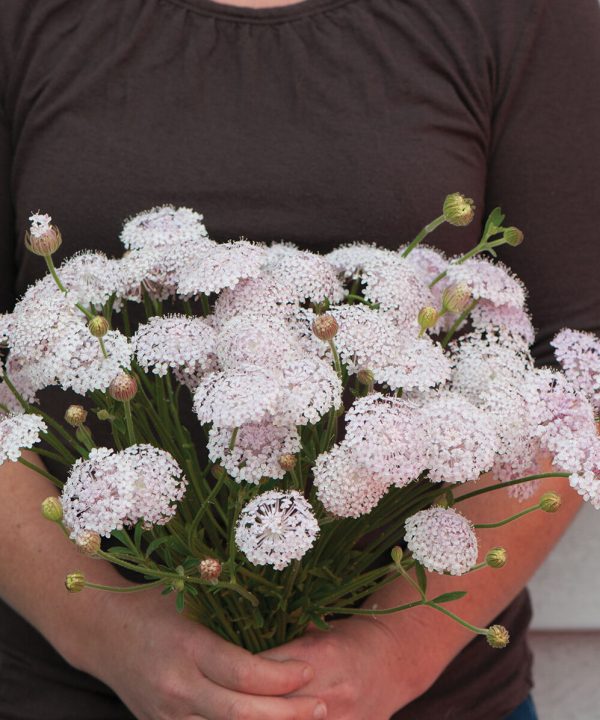 Lacy Pink - Organic Didiscus Seed