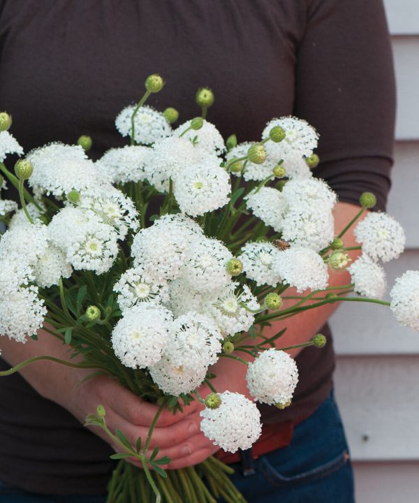 Lacy White - Organic Didiscus Seed